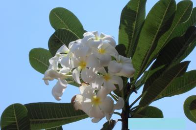 ベトナム・カンボジアへの旅 ? アンコール・トム