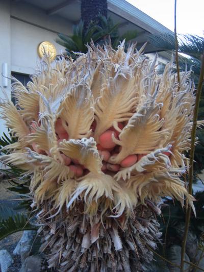 ご隠居サマは御手植好み