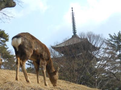 2013年　奈良、寺社めぐり 1