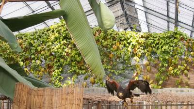 花鳥園でカメラの練習