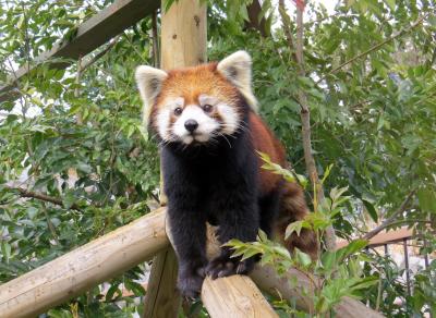 初春のレッサーパンダ紀行【２】 到津の森公園　びっくり！！凌凌君とのふれあい体験！！キュートな野風ちゃん！！意気軒高なおじいちゃんパンダｓ！！