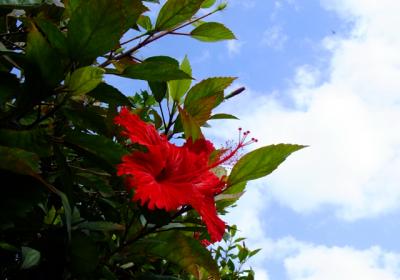 （編集中）会社員の土日遊び：沖縄旅。わナンバーは北上する　土曜日編