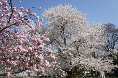 2012.04 桜　＜京都・大阪＞