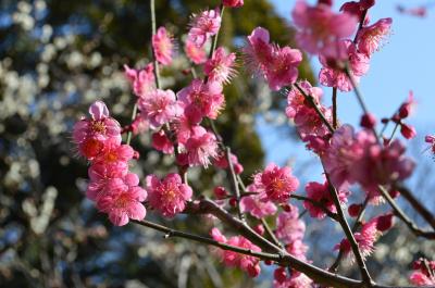 フラッと小石川後楽園(3回目)