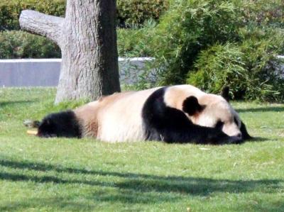 温泉でほっこり～忙しい日常から一呼吸、自分へ還る寛ぎの瞬間（後編）◆南紀白浜アドベンチャーワールド♪♪