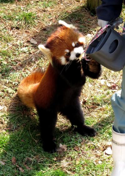 初春のレッサーパンダ紀行【３】 大牟田市動物園　桃の節句のレッサーパンダガイド！！そらちゃん、レン君　今年はどうなのかな？？