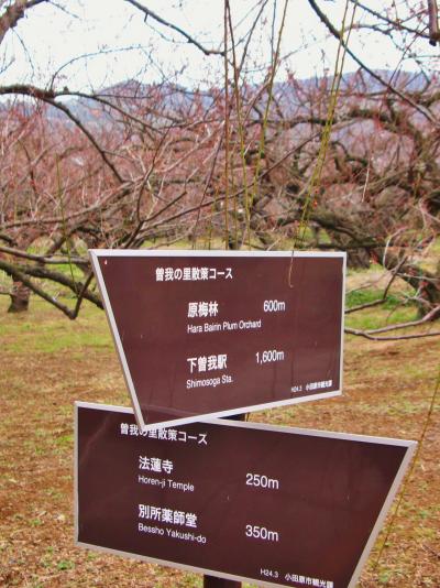 小田原Walk-3　曽我の里　別所梅林がゴール　☆ようやく開花を迎え