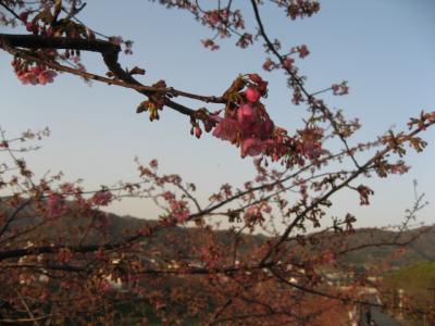 春の房総半島日帰り旅
