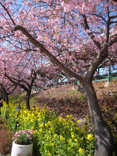 2013年　日帰りで河津桜を見に行ってきました