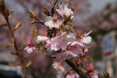 河津桜を見に行きました