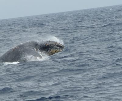 欲張りmamarin沖縄のたび②待望のくじら