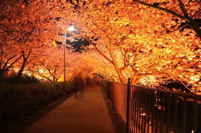 三度目の河津桜・満開でした。そしてライトアップも…。