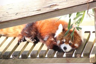 桃の節句の日にレッサーパンダ詣とお雛さま（1）梅咲き始めの大崎公園・子供動物園のキュートなキュートなミクちゃんとキキくん