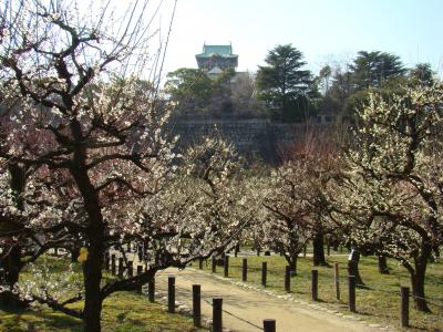 大阪城梅林2013 開花状況:五分咲き