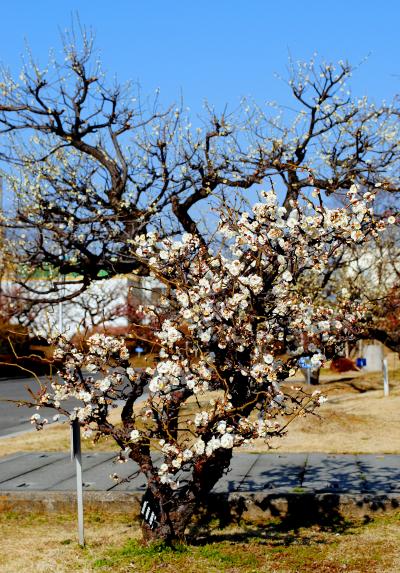 梅の花を見る。　