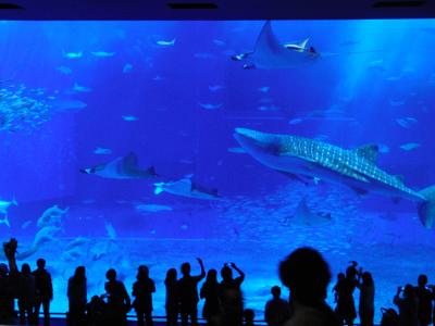 ”沖縄学びの旅”番外編 美ら海水族館と沖縄こどもの国