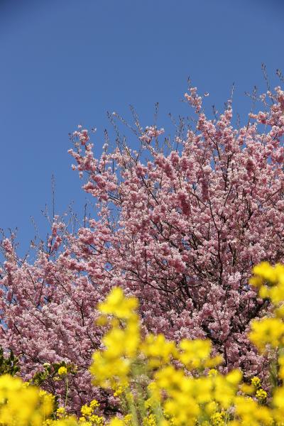 2013年　早春の高知　雪割桜にはしゃぎ　シコクバイカオウレンに息を詰める