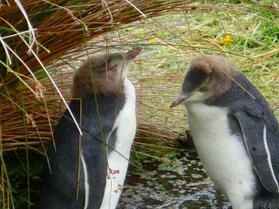 ダイヤモンド・プリンセスでニュージーランド・豪州クルーズ７日目（ダニーデン寄港：ペンギンプレイスでペンギンを見学）  