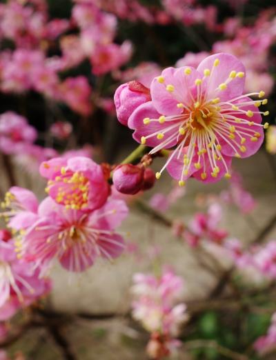 広島の庭園【縮景園】梅いちりん一輪ほどの暖かさ