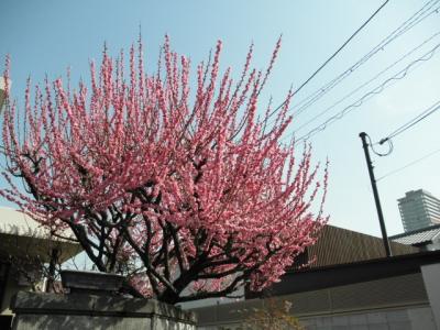 春の魅力たっぷり、尼崎を巡る