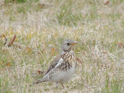 初めて、トリ（鳥）をトリ（撮り）ました・・。どうやら、珍鳥らしいです・・。！！名前は・・。（＾＾；.