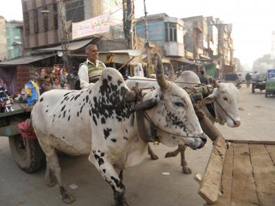 PAKISTAN 2 ラホール城壁まで旧市街の賑わい Lahore