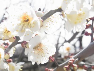 10-２：小田原～梅が綺麗な季節です＾＾～小田原漁港から始める食べ歩きツアー