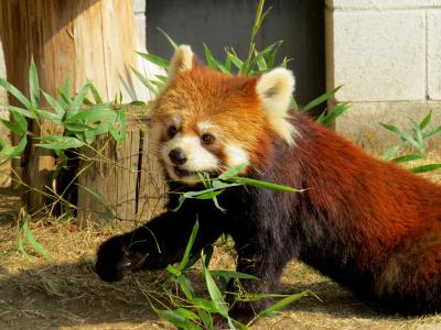 初春のレッサーパンダ紀行【６】 遊亀公園付属動物園　はじめまして、会いたかったよ クウちゃん！！ 