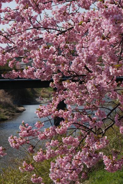 早咲きの頼朝桜は華やかなピンク色