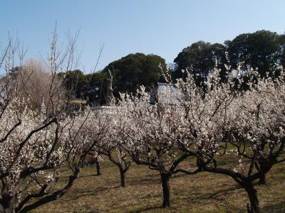 盛徳寺横梅林（横浜市戸塚区上倉田町）