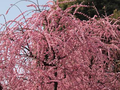 京都・城南宮の梅は花盛り