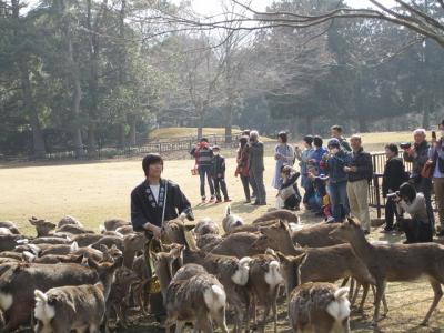 ２０１３年春の青春１８きっぷの旅（二日目・大垣−奈良−藤沢）