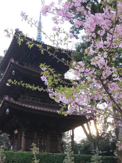 桜ステイプラン♪で椿山荘