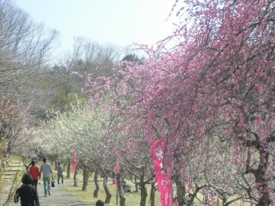 豊田市平芝公園の梅林