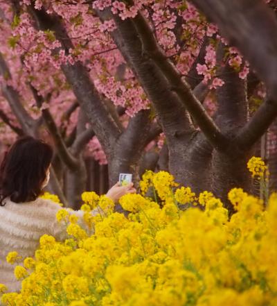 定番ですが・・・河津桜の淡紅色と、菜の花の眩しい黄色で、いよいよ春が来た～！　～三浦海岸桜まつり～