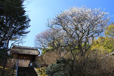 鎌倉・梅観て歩き：「東慶寺」