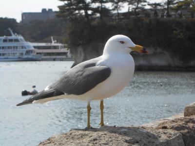 フェリーで仙台へ　初めての一人旅