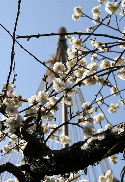 百草園に梅香り