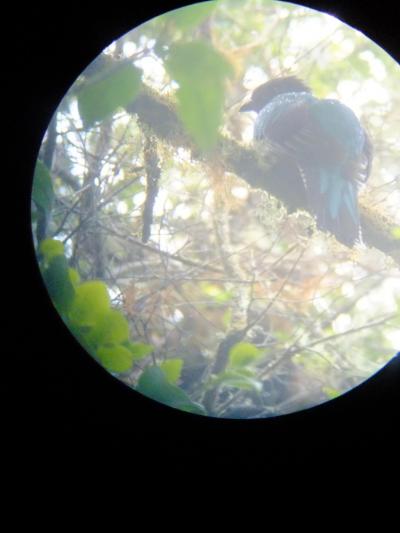 軍隊のない国　コスタリカ 　その５　　ケツァール観察　サン・ヘラルド・デ・ドタ