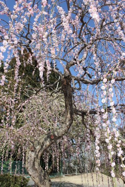 静岡県掛川市　龍尾神社とつま恋（２０１３年しだれ梅とイルミネーション）