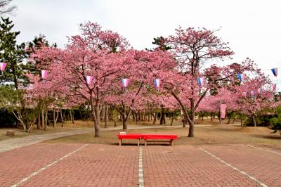 ２０１３　しらこ桜祭り（千葉県）
