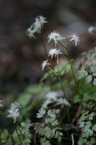 小さな旅●鳳来峡の森で咲く早春の花 コセリバオウレン