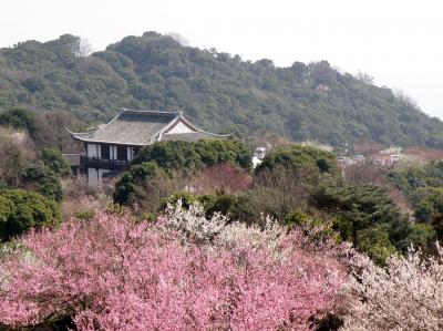 兵庫梅便り２０１３　その②　世界の梅公園