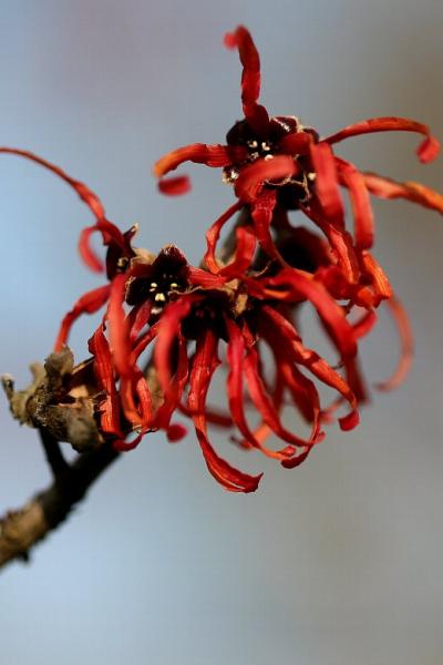 小さな旅●春の花を訪ねて 瀬戸定光寺と愛知県緑化センター