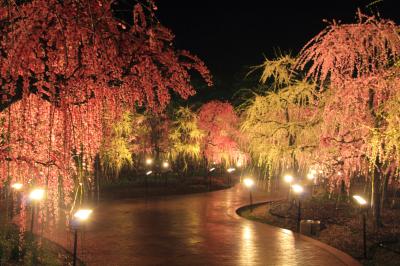春うふふ♪ しだれ梅と河津桜の饗宴、癒しと食の複合施設 aqua×ignis