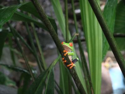 軍隊のない国　コスタリカ　その７　　サラピキ＆ブラウリオ・カリージョ国立公園