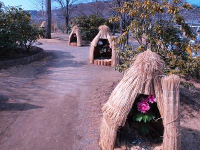 梅が咲いていた足利フラワーパーク/栃木・足利