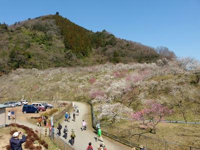 旧甲州街道沿いの高尾梅郷