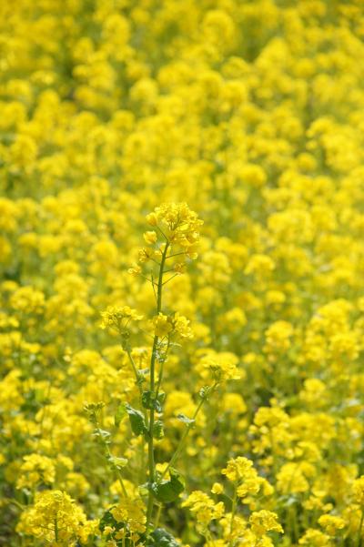 20130316-2 浜離宮庭園 菜の花ですなぁ