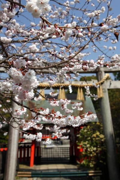 京都を歩く(149) 「桜の宮」車折神社の早咲き八重桜